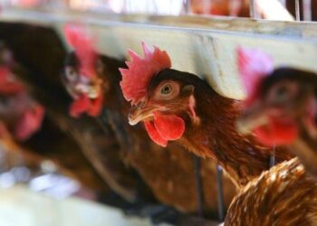 Shfaqet Gripi i Shpezëve në katër vende në Kosovë, merren masa për parandalim