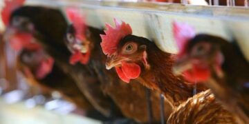 Shfaqet Gripi i Shpezëve në katër vende në Kosovë, merren masa për parandalim