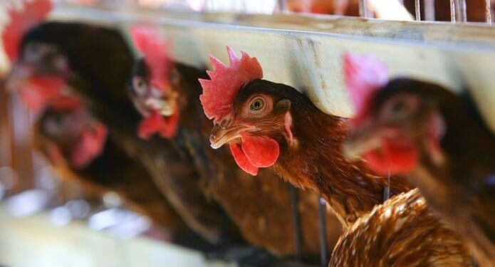 Shfaqet Gripi i Shpezëve në katër vende në Kosovë, merren masa për parandalim