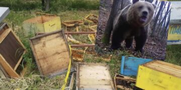 Ariu që u vra në Istog, mbrëmë kishte shkatërruar dhjetra koshere me bletë