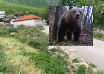 Vritet një arushë në Istog