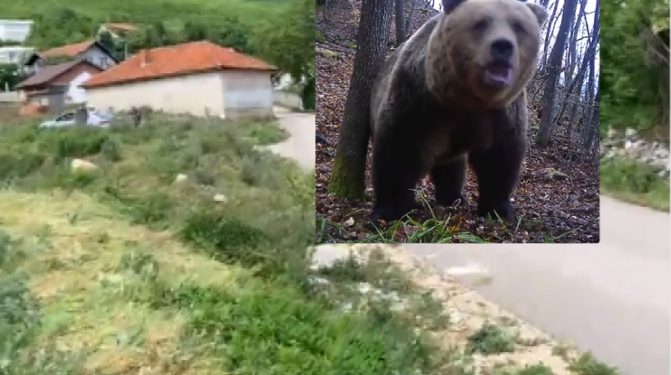 Vritet një arushë në Istog