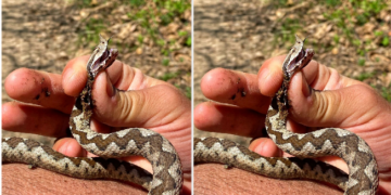 Në QKUK s’kishte serum, qytetari kërkon ndihmë në spitalin e Mitrovicës së Veriut pas kafshimit nga gjarpri