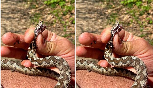 Në QKUK s’kishte serum, qytetari kërkon ndihmë në spitalin e Mitrovicës së Veriut pas kafshimit nga gjarpri