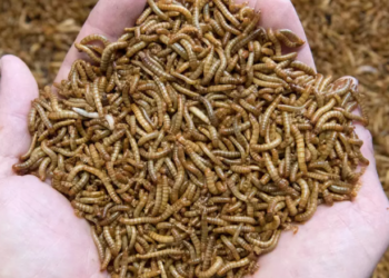 BE-ja aprovon insektin e parë si ushqim: Mund të përdoret për hamburger, biskota dhe proteina!