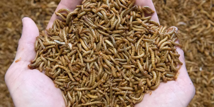 BE-ja aprovon insektin e parë si ushqim: Mund të përdoret për hamburger, biskota dhe proteina!