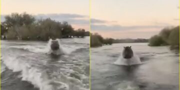 ‘Ia prishën qetësinë’, momenti kur një hipopotam ‘i zemëruar’ ndjek anijen e turistëve