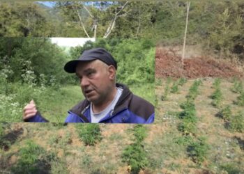 Bujkut nga Vushtrria ia mbollën fshehurazi arën me kanabis: Mendova që është pasul