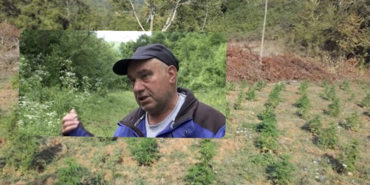 Bujkut nga Vushtrria ia mbollën fshehurazi arën me kanabis: Mendova që është pasul