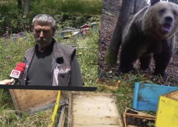Flet bletari nga Prizreni që ariu po i bën “kërrdi” duke i shkatërruar dhjetra koshere me bletë