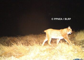 Dalin pamjet: Çfarë kafshësh të egra u zbuluan nga kamerat e fshehta në veri të Shqipërisë