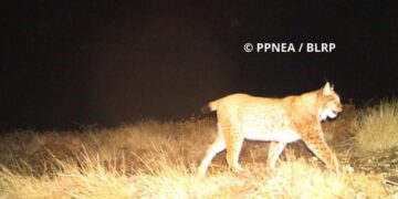 Dalin pamjet: Çfarë kafshësh të egra u zbuluan nga kamerat e fshehta në veri të Shqipërisë