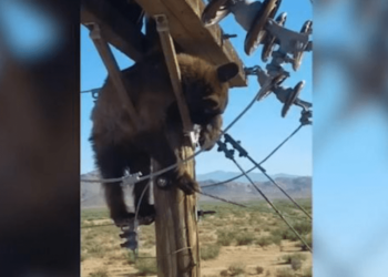Ariun e zë gjumi në majë të shtyllës elektrike, ndërpritet energjia