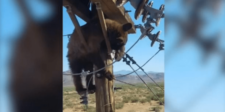 Ariun e zë gjumi në majë të shtyllës elektrike, ndërpritet energjia