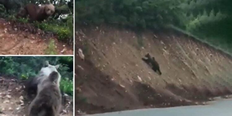 Ariu shfaqet në rrugën Zhur – Dragash