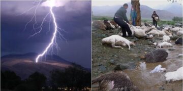 Rrufeja godet tufën e deleve, ngordhin 250 krerë