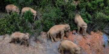 Elefantët në Kinë nisen në rrugë kilometrike, askush nuk e di arsyen