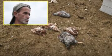 Qentë i hanë rreth 150 pula fermerit në Shkabaj të Prishtinës