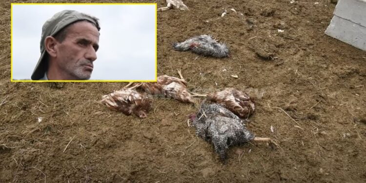 Qentë i hanë rreth 150 pula fermerit në Shkabaj të Prishtinës