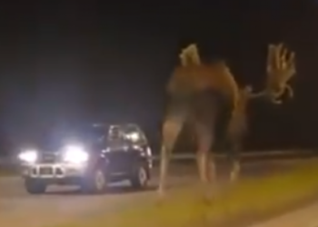 “Duket si një dinozaur”: Njerëzit u ‘shtangën’ kur kuptuan se sa e madhe mund të jetë kjo kafshë