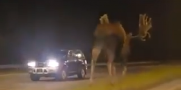 “Duket si një dinozaur”: Njerëzit u ‘shtangën’ kur kuptuan se sa e madhe mund të jetë kjo kafshë