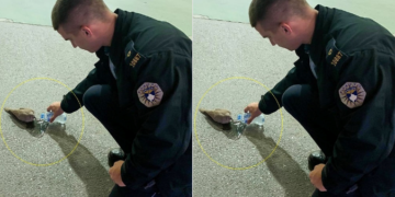 Polici kosovar i jep ujë një shpendi të etur