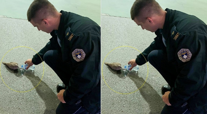 Polici kosovar i jep ujë një shpendi të etur