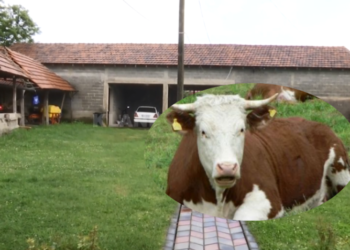 Vidhet lopa në Gjilan, i kthehet e prerë familjes