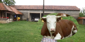 Vidhet lopa në Gjilan, i kthehet e prerë familjes