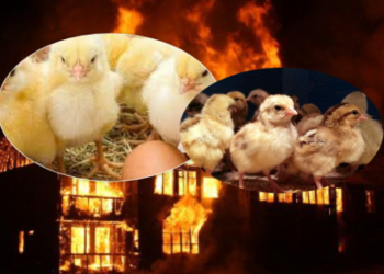 Tragjike: Fermerit kosovar i digjen 8 mijë zogj të pulave