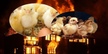 Tragjike: Fermerit kosovar i digjen 8 mijë zogj të pulave