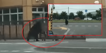 Ariu zbret në qytet, futet në një kazermë ushtarake dhe plagos rojet