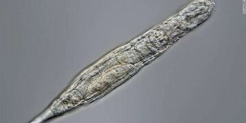 Ringjallet pas 24 mijë vjetësh një gjallesë në Siberi