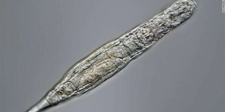 Ringjallet pas 24 mijë vjetësh një gjallesë në Siberi