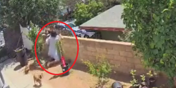 Gruaja guximtare përballet me ariun