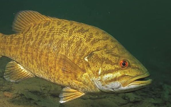 Ofrohen 100 mijë dollarë për ata që mund ta kapin këtë peshk