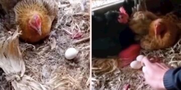 Fermeri shfaq “teknikat e veçanta” për të mbledhur vezët e pulave të tij