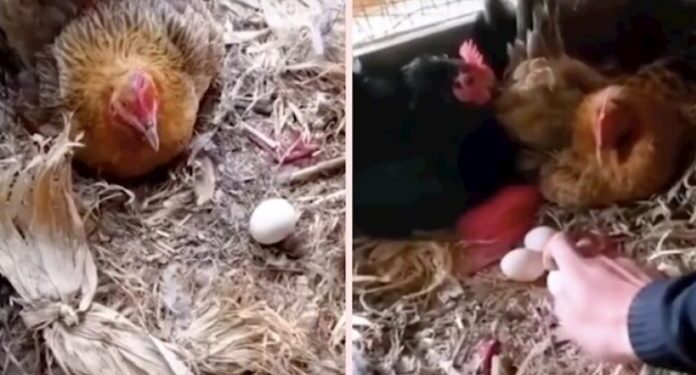 Fermeri shfaq “teknikat e veçanta” për të mbledhur vezët e pulave të tij