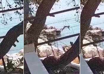 Kërcimi i kësaj gruaje në det, do të ju bëjë të qeshni me lot