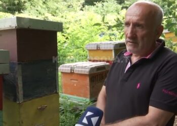 Prizrenasit i vidhen 900 kilogramë mjaltë ditën e Kurban Bajramit (VIDEO)!