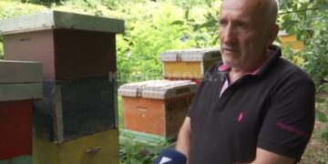Prizrenasit i vidhen 900 kilogramë mjaltë ditën e Kurban Bajramit (VIDEO)!