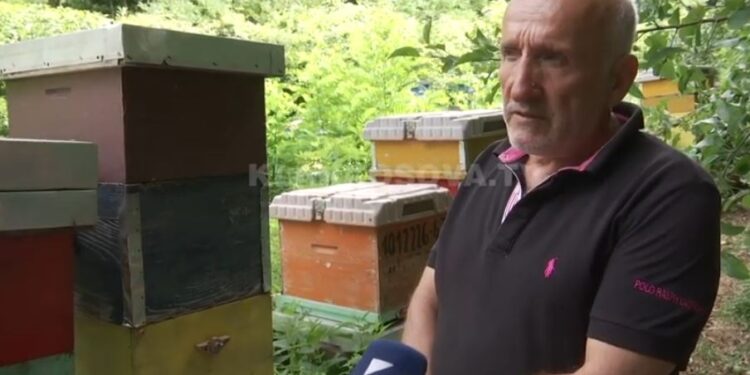 Prizrenasit i vidhen 900 kilogramë mjaltë ditën e Kurban Bajramit (VIDEO)!