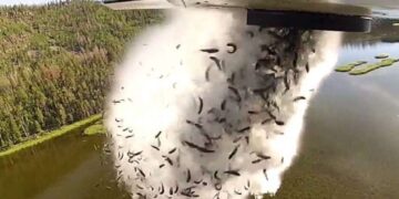 Mijëra peshq hidhen nga aeroplani në një liqen në SHBA