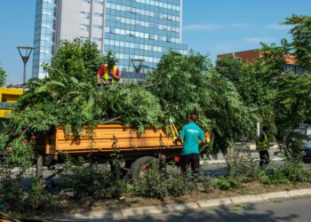 Komuna e Prishtinës heq drurin e “Arra e Hindit”, thonë se është e dëmshme