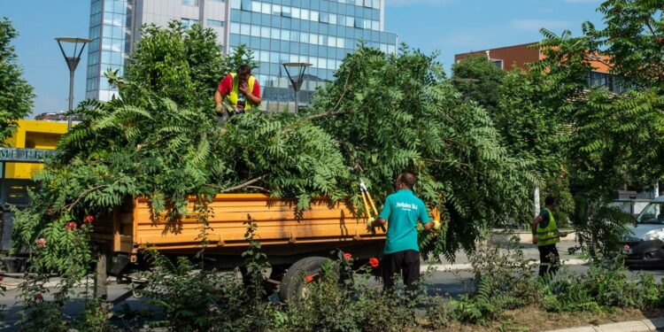Komuna e Prishtinës heq drurin e “Arra e Hindit”, thonë se është e dëmshme