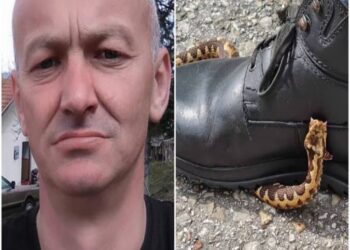 Kafshohet nga nëperka por shpëton!