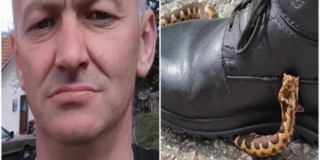 Kafshohet nga nëperka por shpëton!