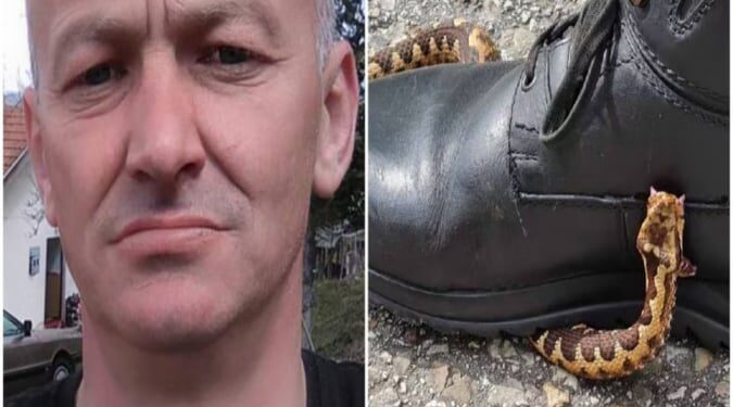 Kafshohet nga nëperka por shpëton!