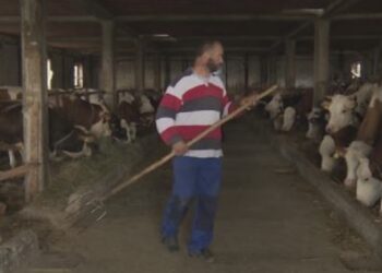 Blegtoria në krizë, fermerët nuk gjejnë punëtorë edhe me pagesë 30 euro në ditë