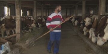 Blegtoria në krizë, fermerët nuk gjejnë punëtorë edhe me pagesë 30 euro në ditë